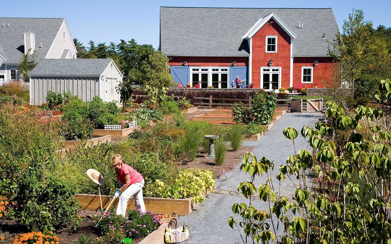 Resident gardening in Victory Gardens raised beds at Red Mill Village active adult community in Norton MA