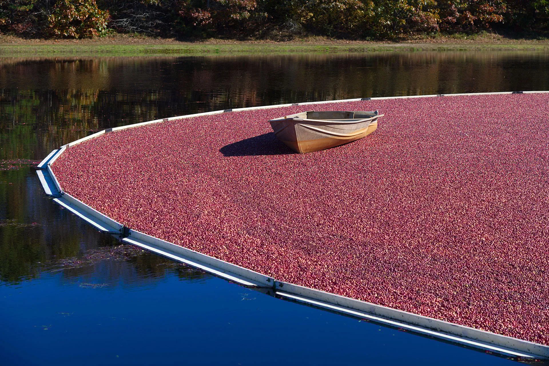 Cranberry bog harvest in Plymouth County near Featherwinds 55+ condominiums in Halifax MA