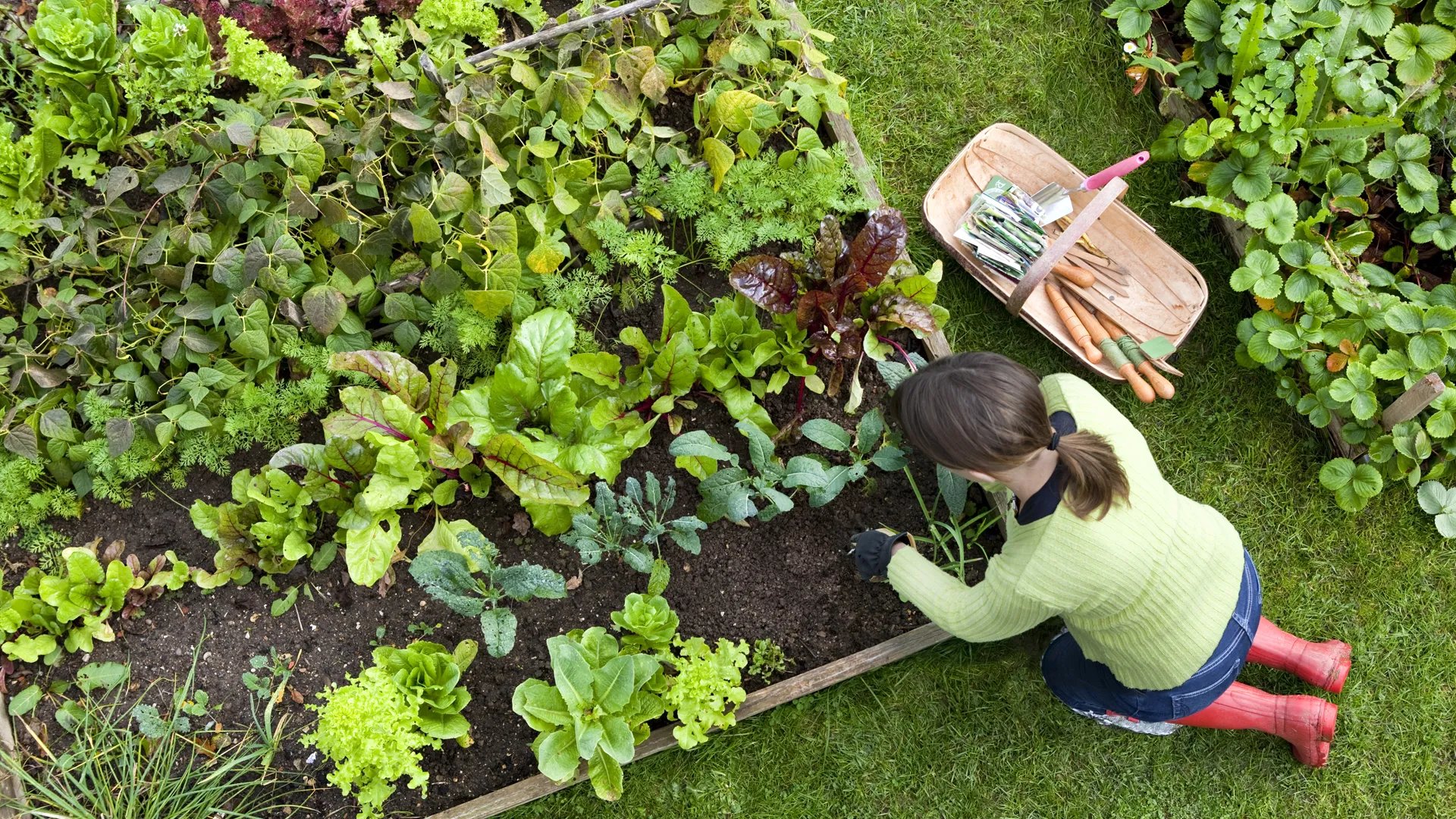 Community garden with raised garden beds at Larkwood in Raynham MA